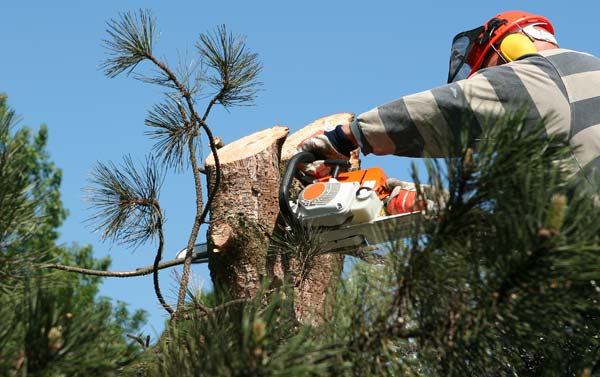 Ordinanza Manutenzione e Taglio Piante su strade comunali